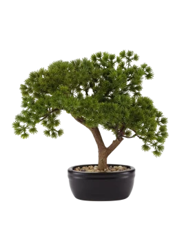 Henriette - Bonsai Pine with Ceramic Pot - Black