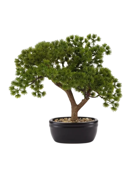 Henriette - Bonsai Pine with Ceramic Pot - Black