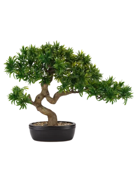 Henriette - Bonsai Tasso Giapponese con Vaso in Ceramica - Nero