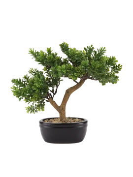 Henriette - Cedar Bonsai with Ceramic Pot - Black
