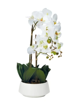 Henriette - 3-Branch Orchid Plant with White Pot - Real Touch Flowers