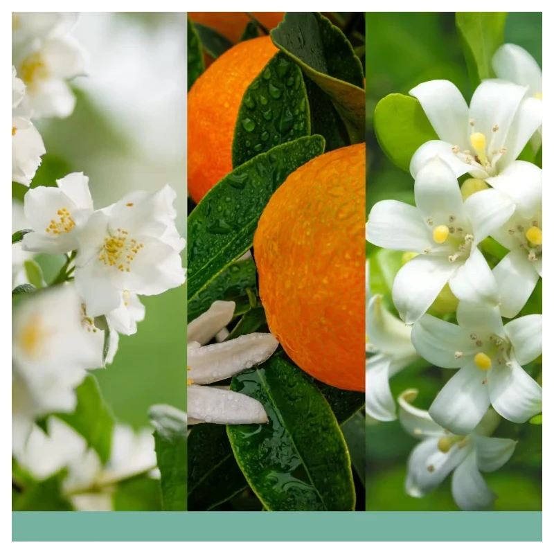 Yankee Candle - Midnight Jasmine - Small Tumbler Candle