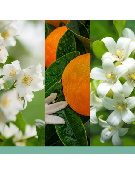 Yankee Candle - Midnight Jasmine - Candela Tumbler Piccola