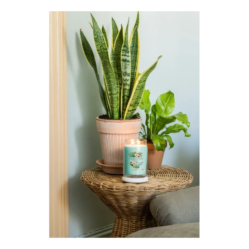 Yankee Candle - Aloe & Agave - Large Jar