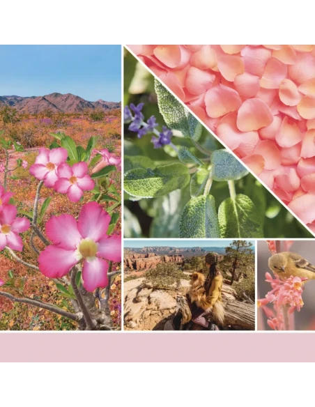 Yankee Candle - Desert Blooms Melting Wax