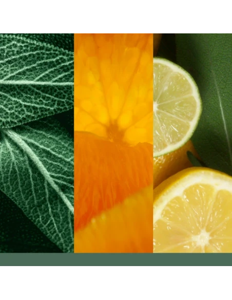 Yankee Candle - Sage & Citrus  Cera da Fondere