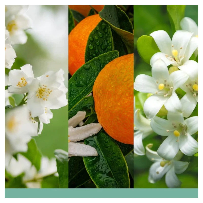 Yankee Candle - Ricarica Diffusore ad Ultrasuoni - Midnight Jasmine