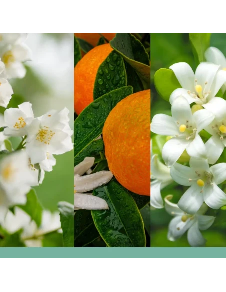 Yankee Candle - Ultrasonic  Diffuser Refill - Midnight Jasmine