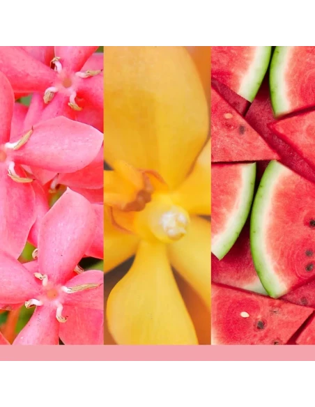 Yankee Candle - Kit Base Scentplug Organic - Pink Sands