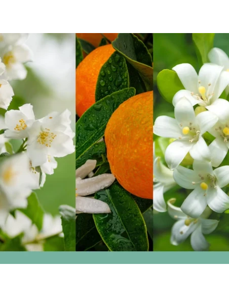 Yankee Candle - Scentplug Electric Diffuser Refill - Midnight Jasmine