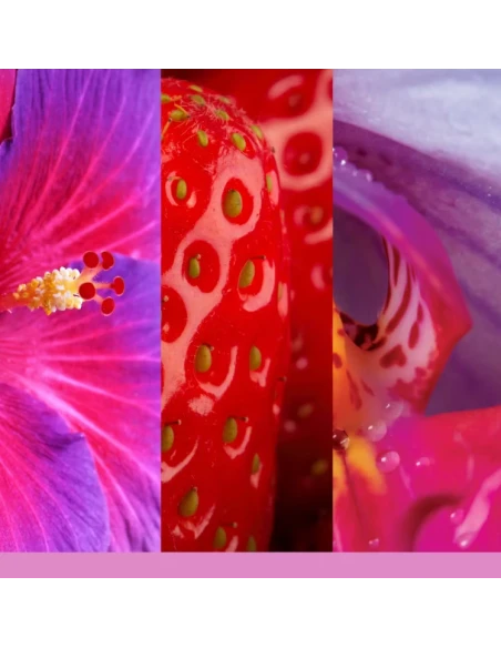 Yankee Candle - Ricarica per Diffusore Elettrico Scentplug - Wild Orchid