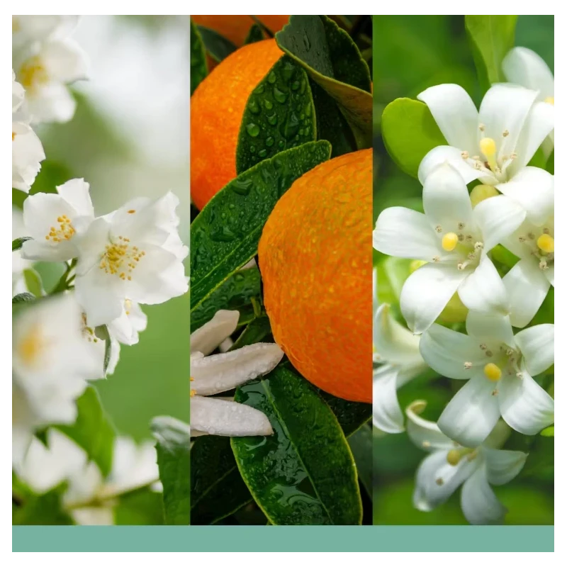 Yankee Candle - Diffusore a Bastoncini - Midnight Jasmine