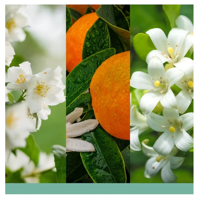 Yankee Candle - Reed Diffuser Refill - Midnight Jasmine