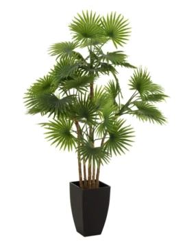 J-Line - Fan Palm + Plastic Pot - Green