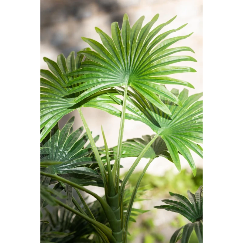 J-Line - Fan Palm + Plastic Pot - Green