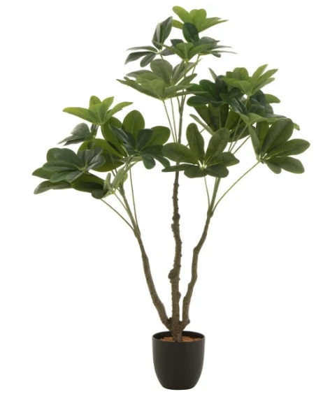 J-Line - Crassula + Plastic Pot - Green