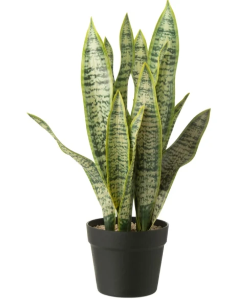J-Line - Artificial Potted Dracaena Trifasciata - Green