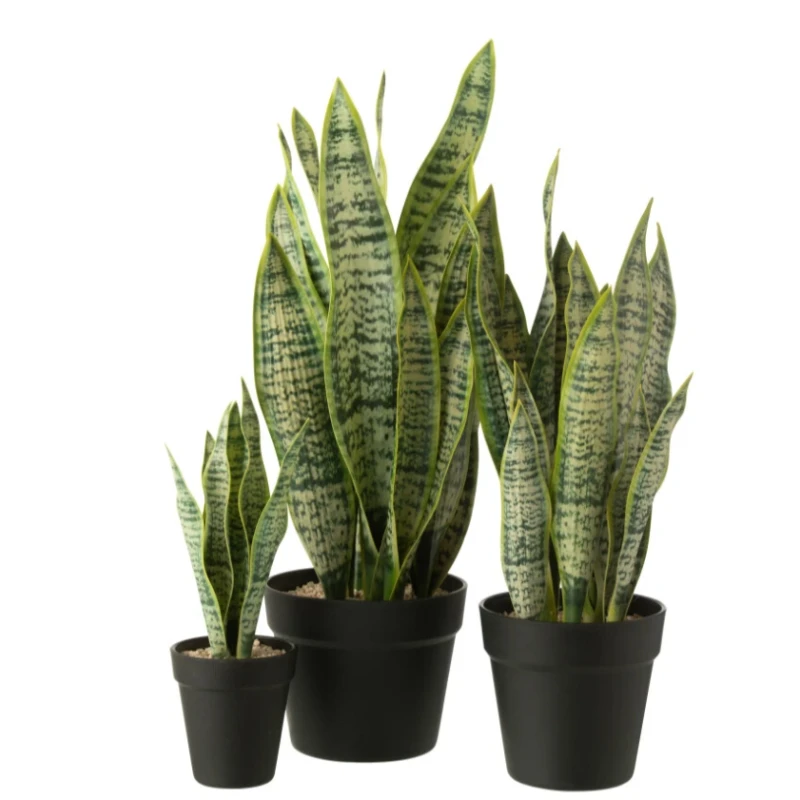J-Line - Dracaena Trifasciata In Vaso Artificiale - Verde
